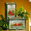 Infusion glacee menthe x20